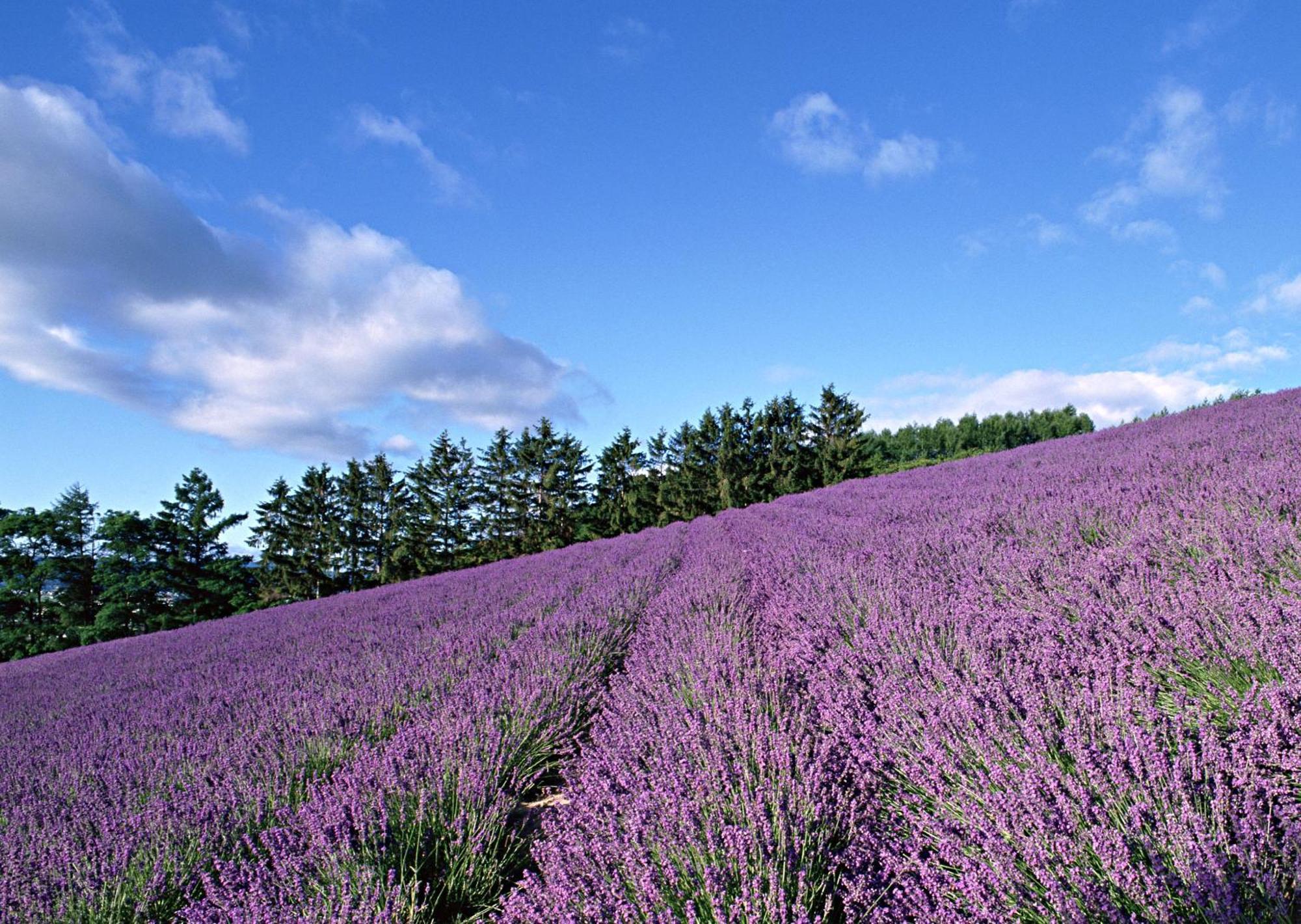 Lavender Breeze Furano Apartment Exterior photo