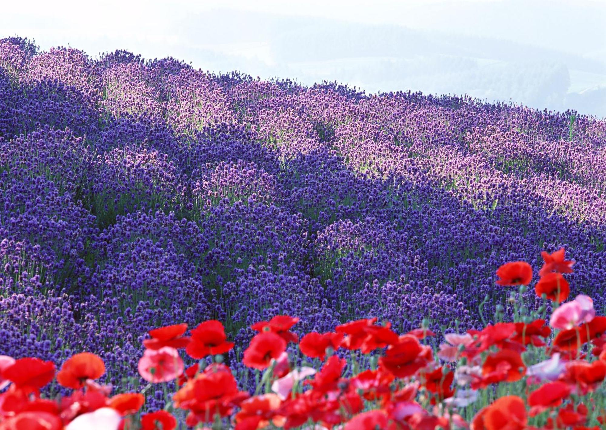 Lavender Breeze Furano Apartment Exterior photo